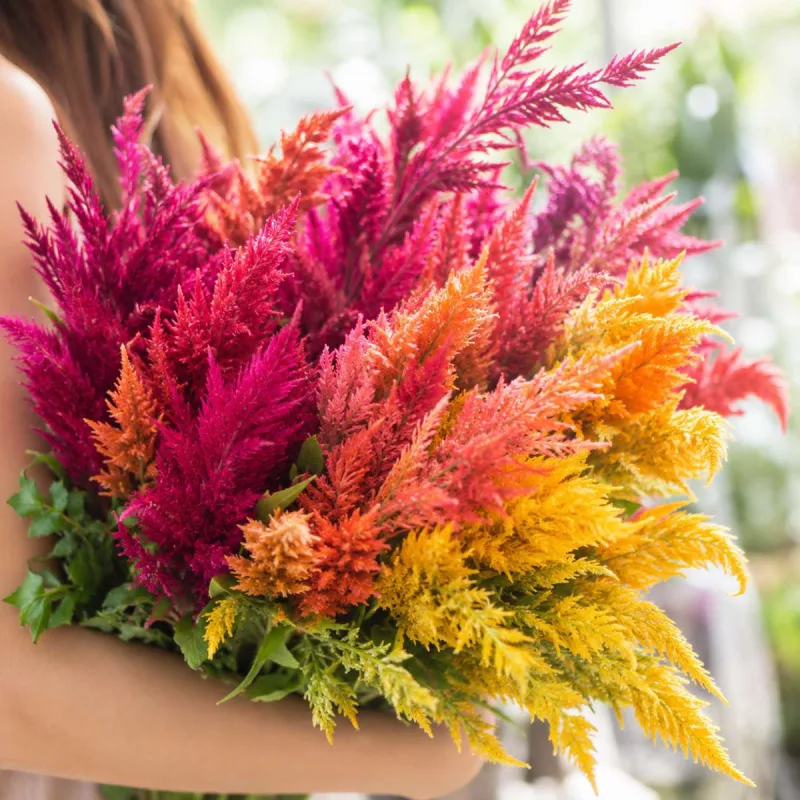 Celosia Pampas Plume Mixed Seed