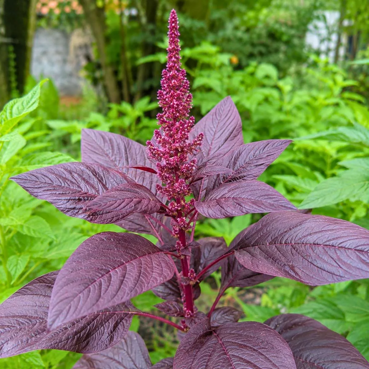 Marog Red Seed