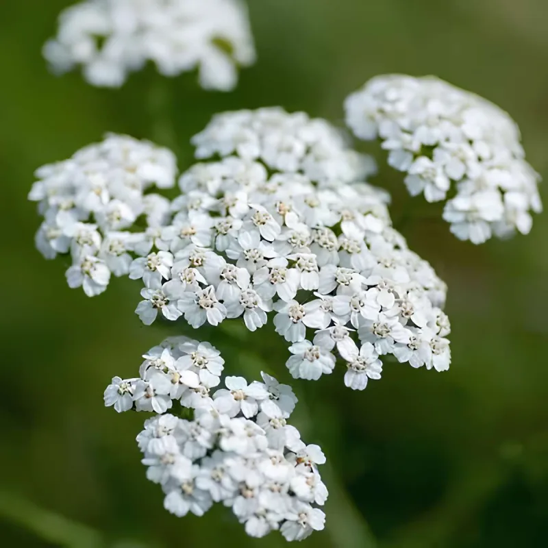 Yarrow White Seed